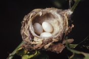 Gerry Ellis - Magnificent Hummingbird nest with three eggs, Costa Rica