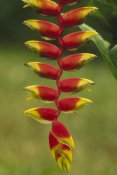 Gerry Ellis - Hanging Heliconia blooming in rainforest, Peru to Belize
