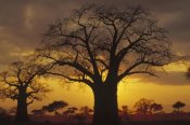 Gerry Ellis - Baobab tree silhouetted at sunset, Tanzania