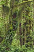 Gerry Ellis - Temperate rainforest, Queets River Valley, Olympic National Park, Washington