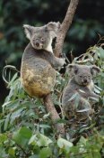 Gerry Ellis - Koala males, eastern forested Australia
