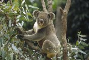 Gerry Ellis - Koala male in Eucalyptus tree, eastern forested Australia