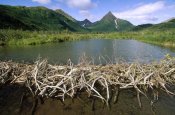 Gerry Ellis - American Beaver dam, Silver Horn Creek, Wood-Tikchik State Park, Alaska