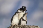 Gerry Ellis - Gentoo Penguin chicks begging for food, South Georgia Island