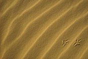 Gerry Ellis - Bird tracks in sand dune, Coral Pink Sand Dunes State Park, Utah