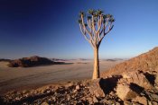 Gerry Ellis - Quiver Tree at dawn, Namib-Naukluft National Park, Namibia