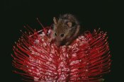 Gerry Ellis - Honey Possum feeding on flowering Scarlet Banksia , Western Australia