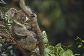 Gerry Ellis - Koala mother and three month old joey in Eucalyptus tree, Australia