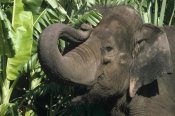 Gerry Ellis - Asian Elephant profile, India