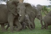 Gerry Ellis - African Elephant herd running, Linyanti Swamp, Botswana