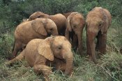 Gerry Ellis - African Elephant juveniles, Nairobi National Park, Kenya
