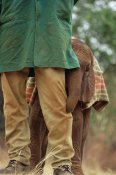 Gerry Ellis - Orphan baby Lablon hiding behind keeper, Tsavo East NP, Kenya