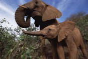 Gerry Ellis - Orphan baby Natumi greets Malaika, Tsavo East National Park, Kenya