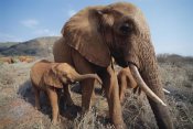 Gerry Ellis - Orphan Malaika with baby Nyiro, Tsavo East National Park, Kenya