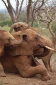 Gerry Ellis - African Elephant baby orphans explore Imenti, Tsavo East National Park, Kenya