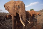 Gerry Ellis - Orphan elephant called Dika browsing in scrub, Tsavo East NP, Kenya