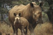 Gerry Ellis - White Rhinoceros mother with baby, Lewa Wildlife Conservancy, Kenya