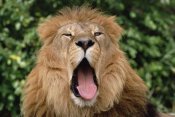 Gerry Ellis - African Lion portrait of male yawning, Portland, Oregon