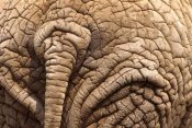 Gerry Ellis - African Elephant tail and skin, Amboseli National Park, Kenya
