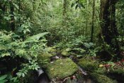 Gerry Ellis - Mountain stream in tropical rainforest, Mt Bosavi, Papua New Guinea