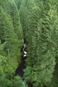 Gerry Ellis - Oneonta Creek, Columbia Gorge, Mt Hood National Forest, Oregon