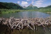 Gerry Ellis - American Beaver dam, Silver Horn Creek, Wood-Tikchik State Park, Alaska