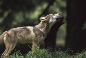 Gerry Ellis - Timber Wolf pups howling, Oregon Zoo, Portland, Oregon