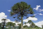 Gerry Ellis - Monkey Puzzle Tree in landscape, Conguillio National Park, Chile