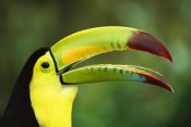 Gerry Ellis - Keel-billed Toucan portrait, native to Mexico and Central America