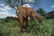 Gerry Ellis - Orphan baby Natumi feeds on vegetation,  Tsavo East National Park, Kenya