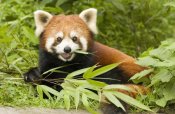 Katherine Feng - Lesser Panda eating bamboo, Wolong Nature Reserve, China