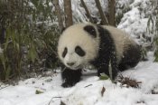 Katherine Feng - Giant Panda six month old cub in snow, Wolong Nature Reserve, China