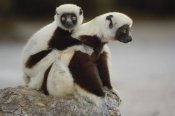 Pete Oxford - Coquerel's Sifaka mother and baby,  Madagascar
