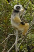 Pete Oxford - Diademed Sifaka , Mantadia National Park, Madagascar