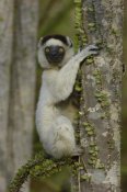 Pete Oxford - Verreaux's Sifaka sitting on Fantsiolotse spiny forest vegetation, Madagascar