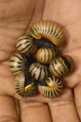 Pete Oxford - Pill Millipede group from Zombitse Reserve, Madagascar