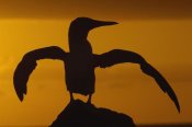 Pete Oxford - Blue-footed Booby stretching wings at sunset,  Galapagos Islands, Ecuador
