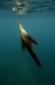 Pete Oxford - Galapagos Sea Lion underwater off of Santiago Island, Galapagos Islands, Ecuador