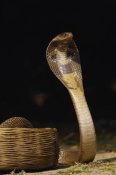 Pete Oxford - Spectacled Cobra with hood flared in defense posture, Gujarat, India