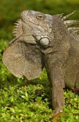 Pete Oxford - Green Iguana flaring dewlap in threat display, Seminario Park, Guayaquil, Ecuador