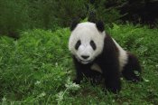 Pete Oxford - Giant Panda looking at camera, Wolong Reserve, Sichuan Province, China