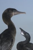 Pete Oxford - Flightless Cormorant at nest with chick, Galapagos Islands, Ecuador
