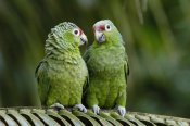 Pete Oxford - Red-lored Parrot pair sitting on branch, Ecuador