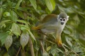 Pete Oxford - South American Squirrel Monkey in trees, Amazon Rainforest, Ecuador