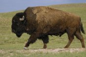 Pete Oxford - American Bison male, Durham Ranch, Wyoming