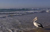 Pete Oxford - Australian Pelican on beach, North Stradbroke Island, Australia