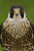 Pete Oxford - Peregrine Falcon portrait, Ecuador