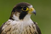 Pete Oxford - Peregrine Falcon portrait, Ecuador