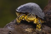 Pete Oxford - Colombian Wood Turtle portrait, Amazon, Ecuador