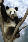 Pete Oxford - Giant Panda , Wolong Valley, China